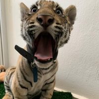 Policías de Neza detienen a joven con un cachorro de tigre de Bengala