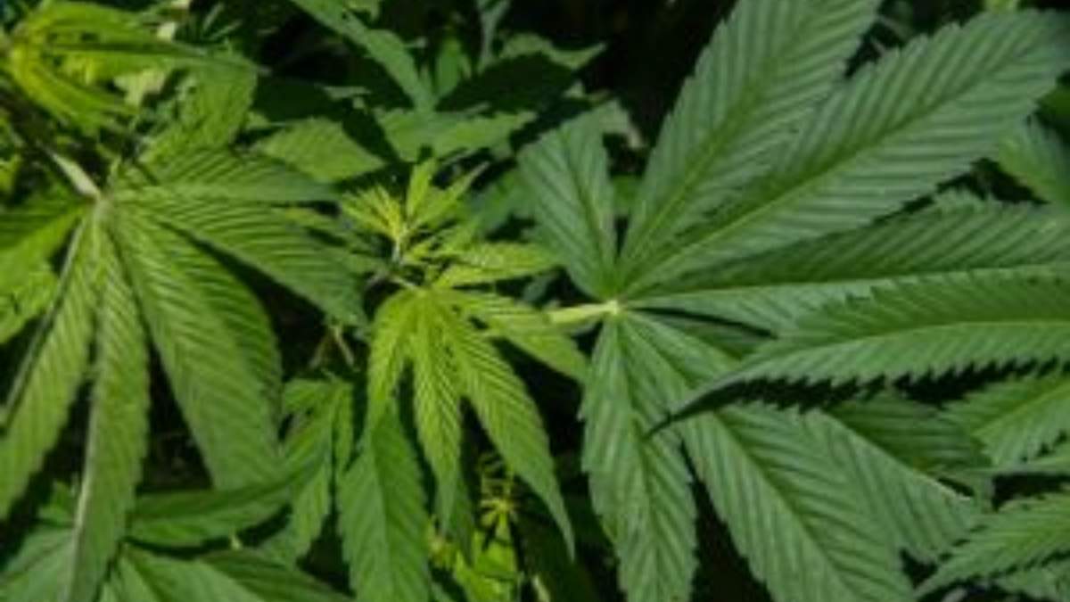 Planta de mariguana