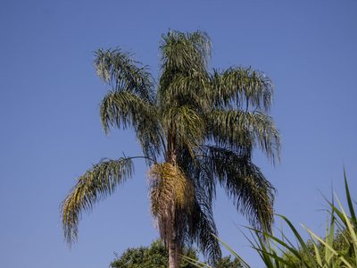 La planta de estilo tropical que es muy fácil de reproducir y le dará una onda de verano a tu jardín