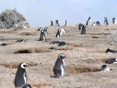 Desastre ambiental en Punta Tombo: qué dijo el dueño del campo