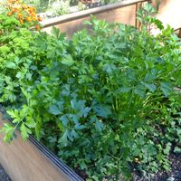 La planta favorita de las abuelas, fácil y rápida de cultivar, y que esconde muchos beneficios para la salud