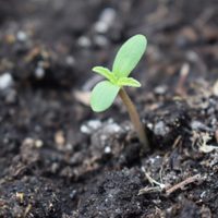 Prepará el más efectivo abono para tus plantas con algo que todo el mundo tira y que es un verdadero tesoro