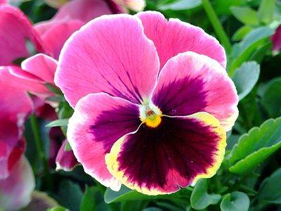 3 plantas con flores que lo resisten todo y que pueden vivir en tierra o maceta