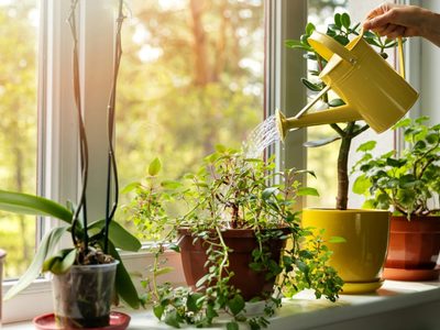 Con un elemento de tu baño, hacé que tus plantas se pongan hermosas y llenas de flores