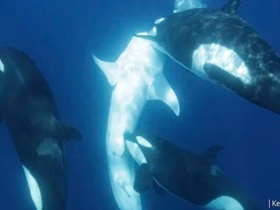Orcas aprenden a cazar en manada el pez más grande del mundo
