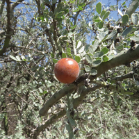 La planta con la que podés hacer el té de la abuela ideal para la gripe y la tos