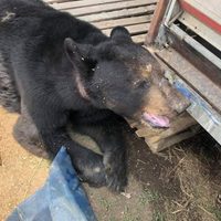 Aseguran un oso negro y un tigre de bengala en circo de Oaxaca