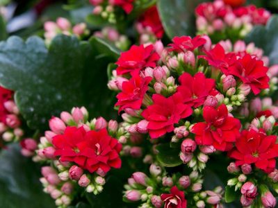 Las plantas más resistentes que pocos conocen y podés tener dentro o fuera de tu casa