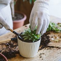 No gastés fortuna en macetas nuevas: así podés sembrar tus suculentas con esta fabulosa idea