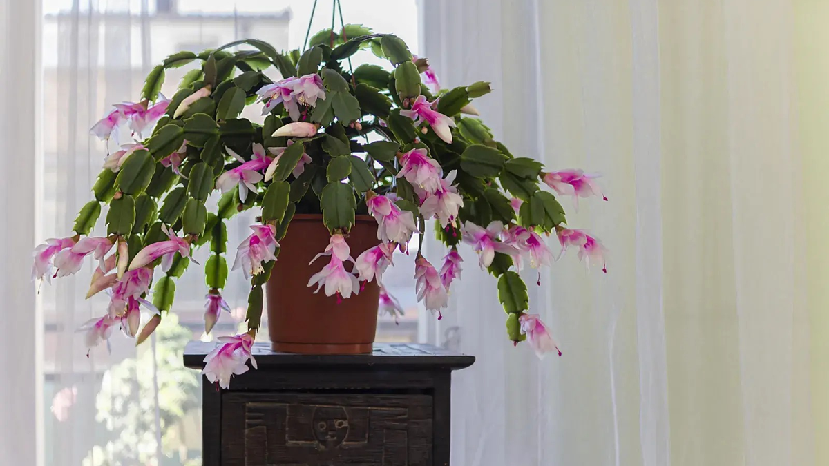 Plantas. Fuente: (Getty Images)