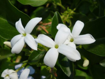 El Jazmín que necesitan todos los principiantes: crece rápido y da sus flores más hermosas en primavera
