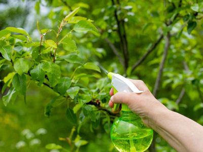 Manos a la obra: mirá cómo preparar en casa el mejor insecticida para tus plantas con solo 4 ingredientes