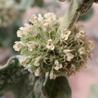 La planta que es un tesoro en invierno, sobre todo por su gran poder para curar la tos