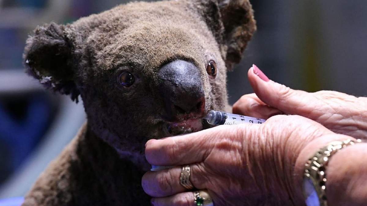 Los koalas estarían virtualmente extintos tras los incendios en Australia. Fuente: (Twitter).
