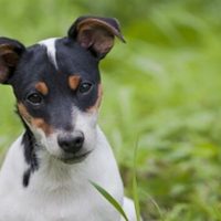 Los perros bodegueros son patrimonio cultural de la Humanidad