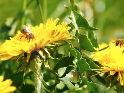 Abejas son indicadores de condiciones ambientales como el cambio climático: experta