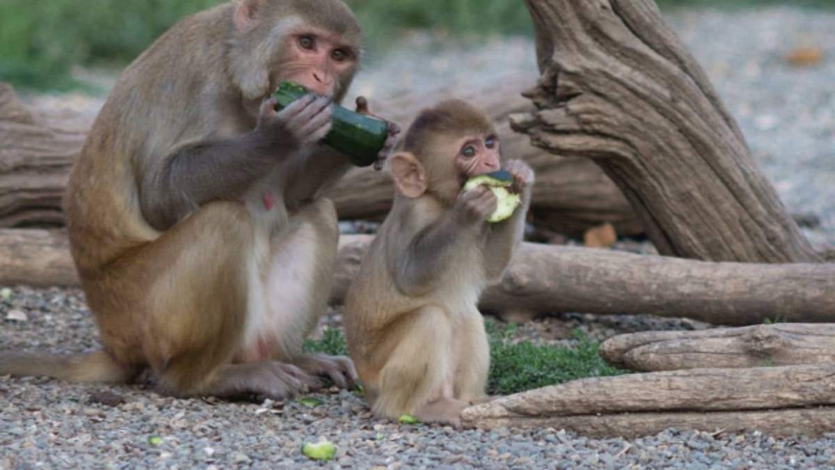Macacos rhesus