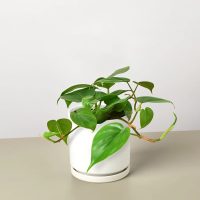 Las plantas perfectas para vagos: solo necesitan riego cada 20 días y llenan de elegancia tu hogar