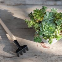 Trucos para elaborar un abono casero para que las suculentas crezcan más sanas