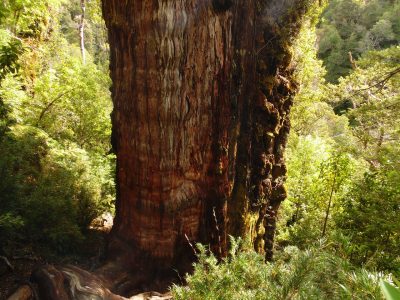 “Gran Abuelo”: el árbol más antiguo del mundo podría encontrarse en Chile