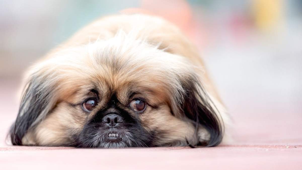 Pekinés. Fuente: (Instagram)