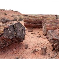 Comisión de Fomento de El Sauce avaló declarar patrimonio cultural al bosque petrificado