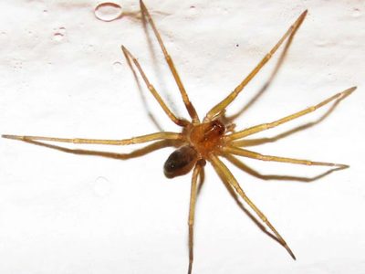 Una mujer murió en Tucumán por la presunta picadura de una araña
