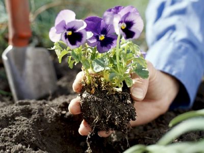 Aprendé a cuidar tu jardín como un verdadero plant daddy