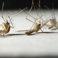 El dengue supera al coronavirus en Argentina: hay más de 38 mil infectados