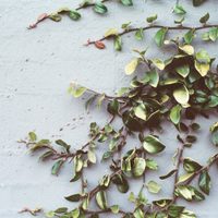 Plantas: 3 hermosas enredaderas fáciles de cuidar y resistentes para tu patio