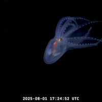 Streaming de Conicet: encontraron un espectacular "pulpo de cristal"