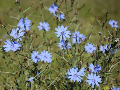 La planta medicinal que ayuda a la digestión, cuida el hígado y muchos confunden con maleza