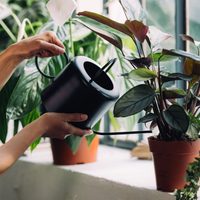 3 fertilizantes naturales con cosas que tenés en casa para que tus plantas estén hermosas y sanas