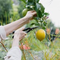 Cómo organizar el jardín y el huerto para que traigan armonía y bienestar