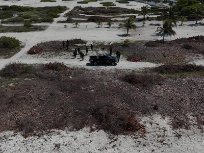 Se detendrá a quienes talaron manglar en Sisal, Yucatán, por ser delito federal: Bárcena