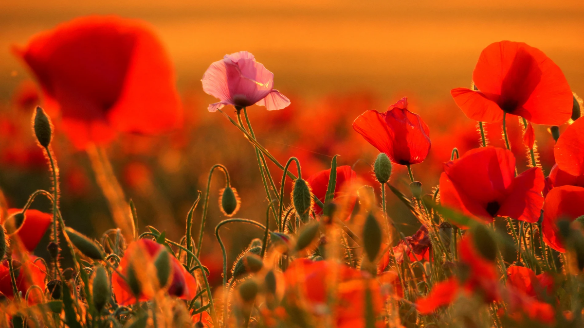 Amapolas. Fuente: (Instagram)