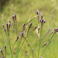 La planta que crece sola, sobrevive con pocos cuidados y regala las flores más bonitas de todo tu jardín