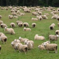 Fortalecerán el trabajo de más de 500 productores con proyectos ovino y caprino