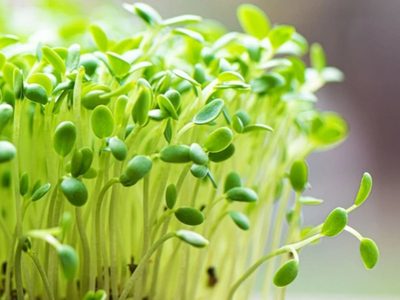 Cómo hacer tu propio germinado de brotes de chía en 5 días y potenciar así tu salud