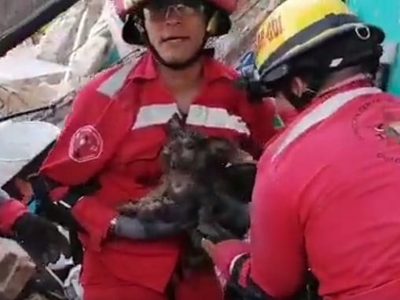 Bomberos rescatan a mascotas atrapadas por derrumbe de vivienda en Guadalajara