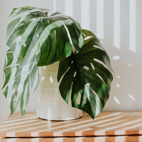 Así podés crear esta planta artificial y "low cost" para tu hogar y solo necesitás esto tan económico