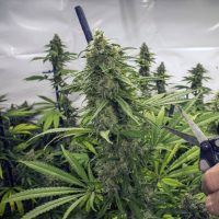 El REPROCANN modificó el uso medicinal del cannabis en Argentina