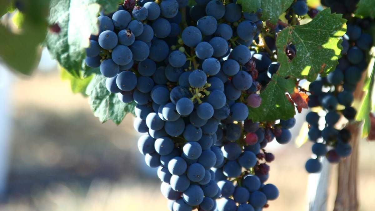 Vinos con cepa no tradicional, la Ancelotta. Fuente: (Instagram)