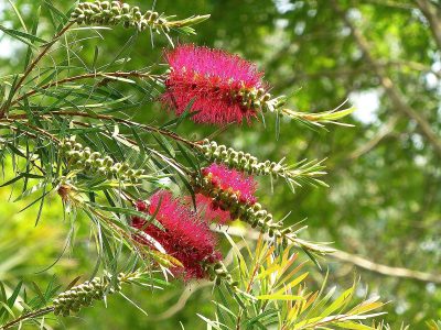 El secreto para que el Callistemon o "planta limpiatubos" se llene de hermosas flores rojas en primavera