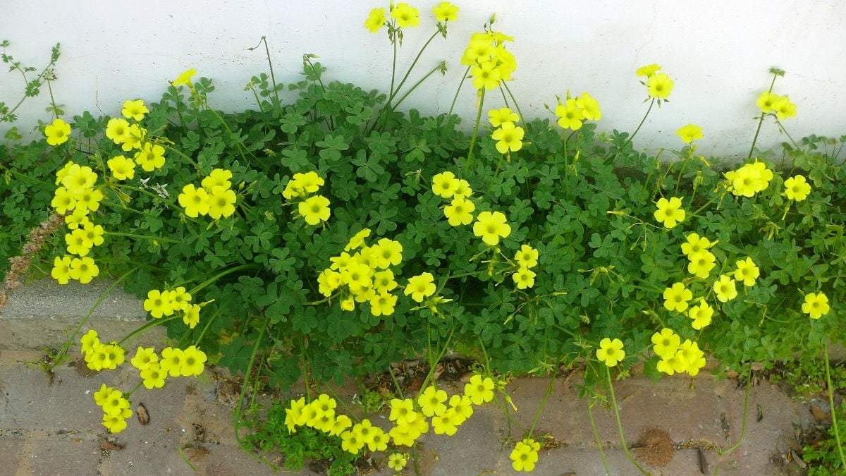 Plantas. Fuente: (X)