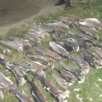 Operativo nocturno en Villa La Angostura: incautan 46 truchas y equipos de pesca por infracción