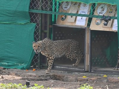 India libera ocho chitas siete décadas después de su extinción