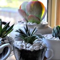 Las 4 suculentas perfectas para regalar: son hermosas y fáciles de cuidar