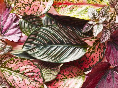 Plantas variegadas: así lucen las especies con mutaciones genéticas