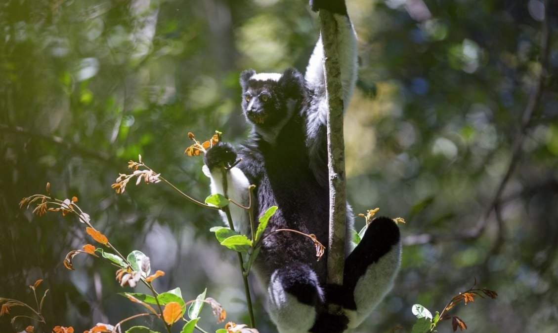 Las canciones de Indri grabadas en la naturaleza tienen categorías rítmicas similares a las que se encuentran en la música humana